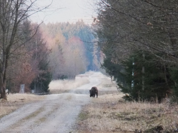 00063_Begegnung mit einem Wildschwein_Jutta Tresselt.jpg
